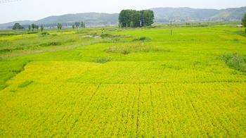 鸡西梨树天气预报_梨树天气预报一周7天10天15天鸡西梨树天气预报,梨树天气预报一周7天10天15天