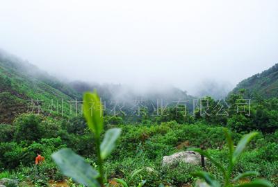 台湾杉林溪