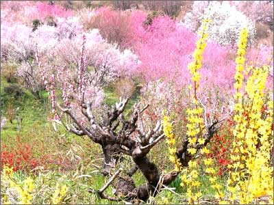 日照桃花岛风情园