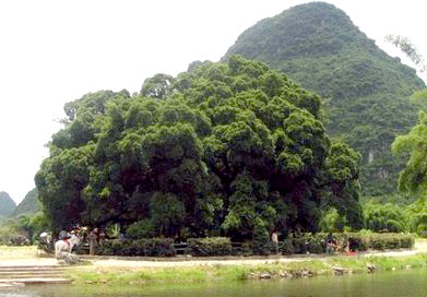 红河大榕树天气