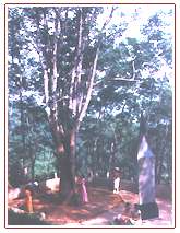 德宏橡胶母树