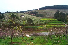 永川黄瓜山百里果乡